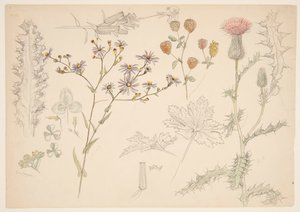 Studien von Wiesenblumen von Samuel Colman