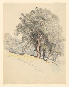 Studie von Eichen am Lake Dunmore, Vermont