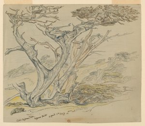 Studie alter Zypressen, Cypress Point