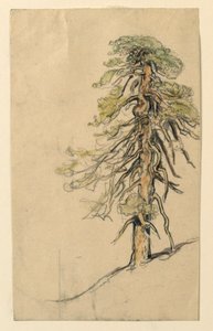 Studie eines Baumes auf einem Hügel von Samuel Colman
