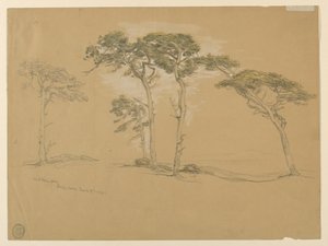Windgepeitschte Kiefern, Pacific Grove. Rückseite: Pazifikküstenstraße nach Point Sur. von Samuel Colman