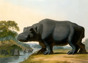 Das Nilpferd, 1804