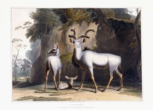 Der Kudu