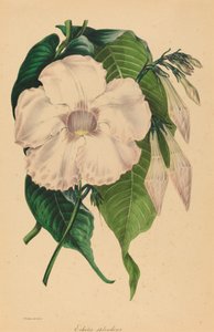 Echites splendens von Samuel Holden