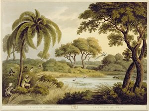 Pfauenschießen, aus Oriental Field Sports, veröffentlicht von Edward Orme, 1807 von Samuel Howett