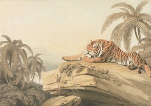 Ein Tiger ruht: das Frontispiz für "Oriental Field Sports" von Samuel Howitt