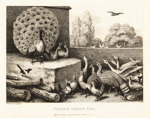 Ein Pfau wird zum König der Hofvögel gewählt. 1811