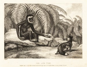 Ein schwanzloser Affe bittet einen Fuchs um etwas von seinem Schwanz. Affe und Fuchs. 1811 (Radierung) von Samuel Howitt