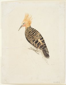 Vogel, ca. 1765-22