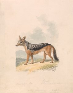 Schabracken-Schakal