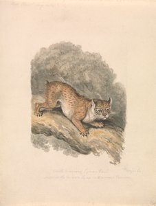 Nordamerikanischer Luchs von Samuel Howitt