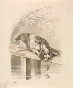 Der Hund und der Schatten