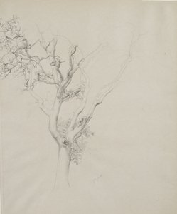 Baumstudie, 1884