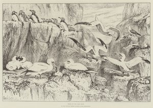 Vögel auf dem Bass Rock, im Naturhistorischen Museum, South Kensington von Samuel John Carter