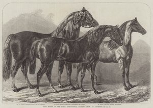 Preispferde auf der Ausstellung der Royal Agricultural Society in Leicester