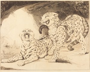 Leoparden