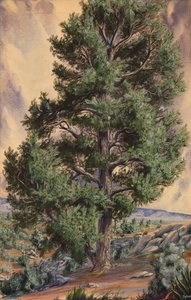 Kiefer, n.d.