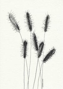Zartes Stachelgras von Santhosh ch