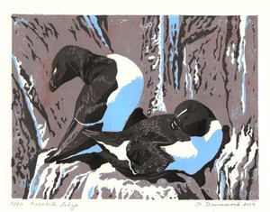 Razorbill-Fels, 2014 von Sarah Drummond