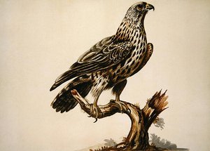 Ein Bussard von Sarah Stone
