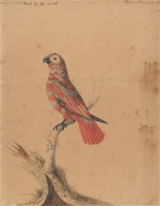 Ein roter Papagei von Sarah Stone