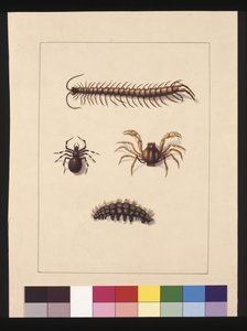Seite 11. Insekten von New South Wales. Jetzt bekannt als Gemeiner Tausendfüßler, Spinnengattung Isopeda, Soldatenkrabbe, Raupe, ca. 1789-90