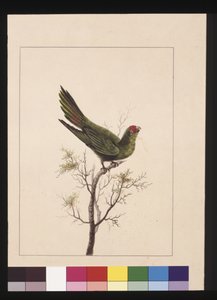 Seite 18. Kleiner Paraquet. Jetzt bekannt als ein Kleiner Lori, ca. 1789-90 von Sarah Stone
