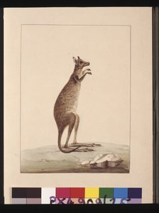 Seite 25. Ein Känguru. Jetzt bekannt als Känguru. Scheint eine Kopie von Sarah Stone nach einer Platte von Charles Catton Junr. zu sein, ca. 1789-90
