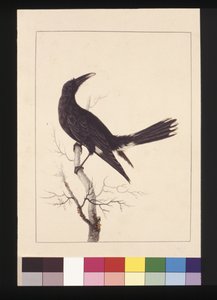 Seite 30. Weiß, Entlüfteter Krähe. Jetzt bekannt als Pied Currawong, um 1789-90