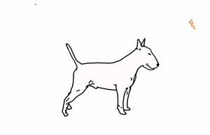 Bullterrier