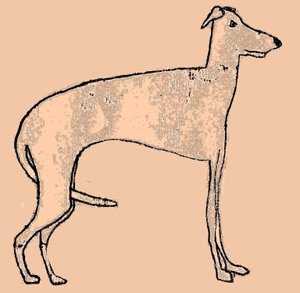 Dünner Hund