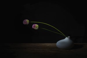 Dunkle Alliumblüten von Saskia Dingemans