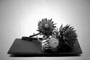Monochromes Artischockenstillleben von Saskia Dingemans