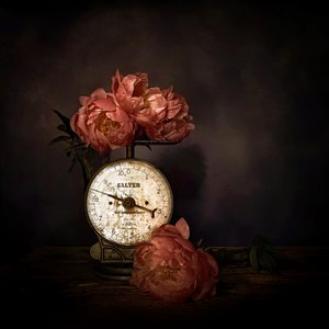 Rosa Pfingstrosen auf Waage von Saskia Dingemans