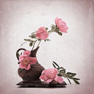 Weiche rosa Pfingstrosen von Saskia Dingemans