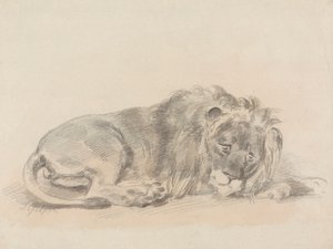 Löwe, der liegt