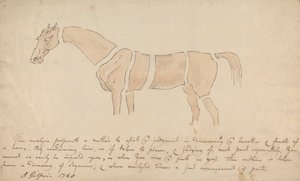 Teile des richtig proportionierten Pferdes von Sawrey Gilpin