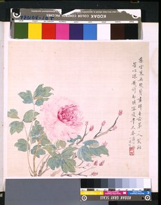 Album von Blumen und Vögeln, unbekanntes Datum