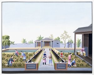 Baumwollernte, ca. 1800 von School Chinese