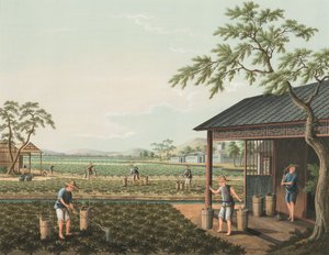 Teeproduktion, ca. 1820