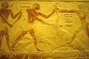 Altes Ägypten, Wandmalerei, Mastaba/Grab des Idout, Saqqara, 2323-2150 v. Chr., Stier für Opfer geschlachtet
