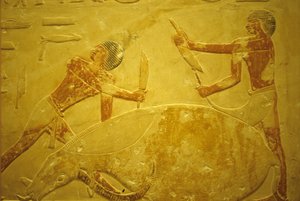 Altes Ägypten, Wandmalerei, Mastaba/Grab des Idout, Saqqara, 2323-2150 v. Chr., Stier für Opfer geschlachtet