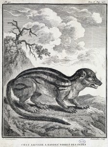 Indische Schwarzstreifen-Wildkatze von School French
