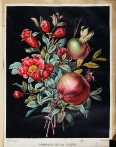 Granatapfel und seine Blüte - botanische Tafel