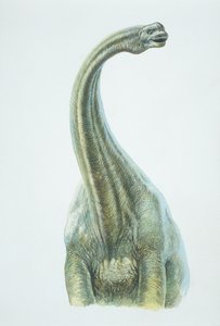 Brontosaurus, Jura-Periode