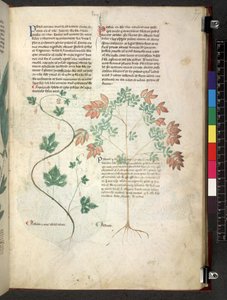Tractatus de herbis (Herbal) c.1280-1310 von School Italian