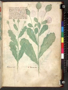 Tractatus de herbis (Herbal) c.1280-1310 von School Italian