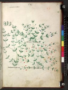 Tractatus de herbis (Herbal) c.1280-1310 von School Italian