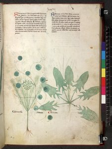 Tractatus de herbis (Herbal) c.1280-1310 von School Italian