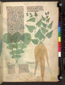 Egerton 747 Tractatus de herbis (Kräuterbuch) ca. 1280-1310 von School Italian